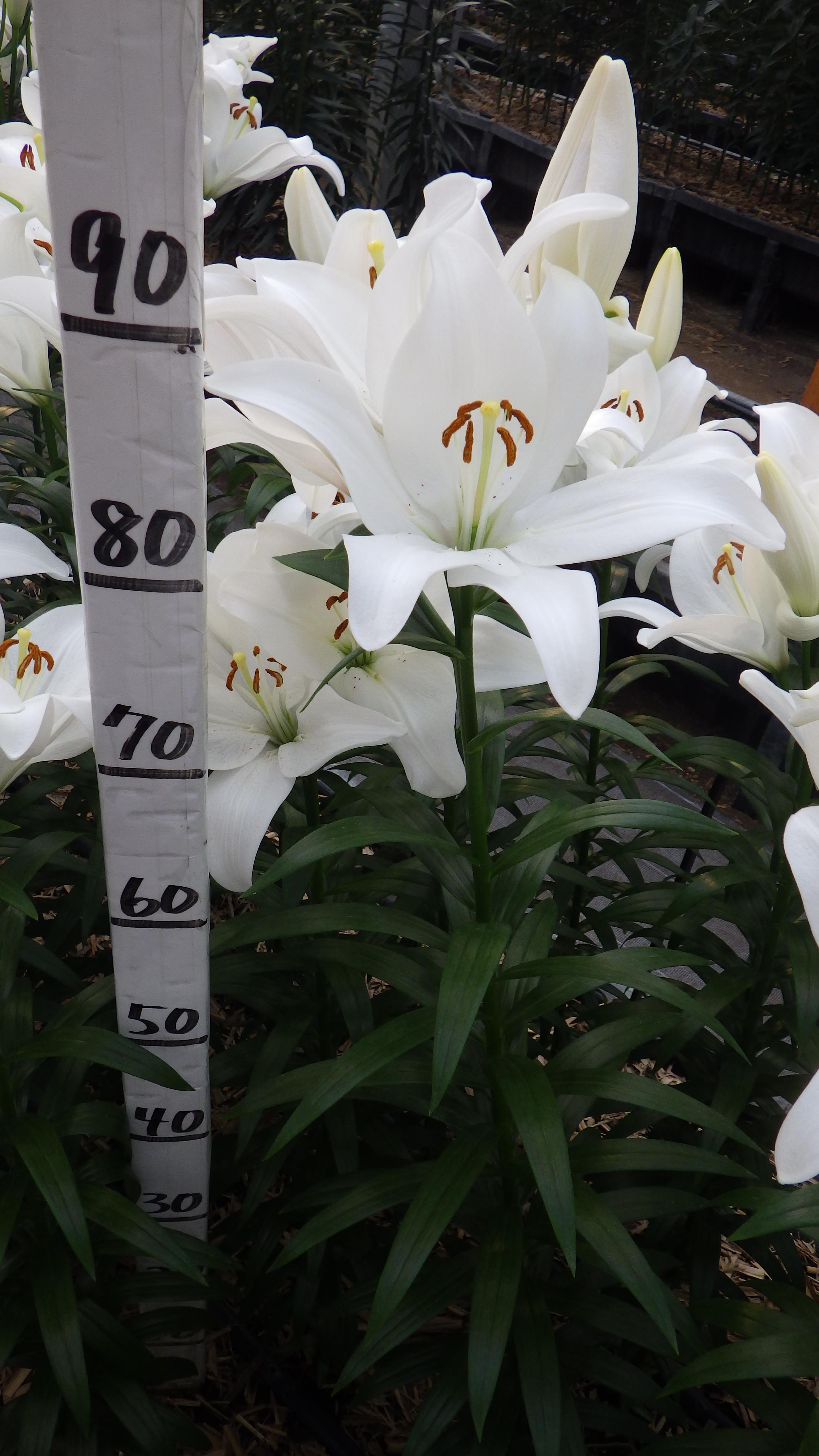 クリスタルフォールズ